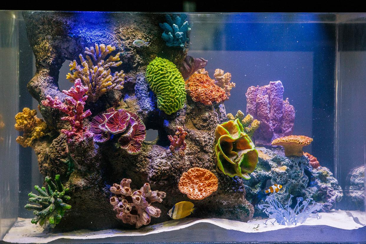 哪些魚最好養？揭秘家庭水族箱的完美居民！