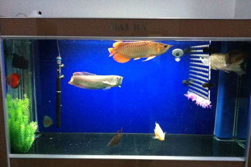 新手養(yǎng)護魚缸水族箱的誤區(qū)及必備工具