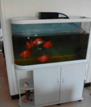 低價轉讓水族箱及6條大紅鸚鵡魚，僅1000元